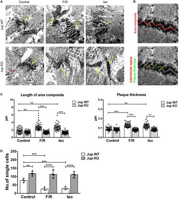 Adrenergic Signaling-Induced Ultrastructural Strengthening of Intercalated Discs via Plakoglobin Is Crucial for Positive Adhesiotropy in Murine Cardiomyocytes